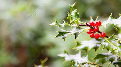 Merry Christmas realistic thistle red berry email ot top header
