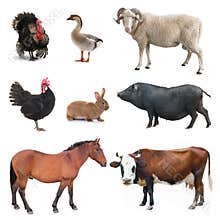 Collage livestock isolated on white