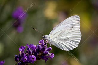 Small White on a Lavender Flower