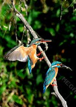 Pair of Kingfisher