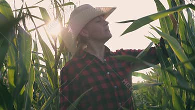 Female farmer in a cornfield. Harvest. Agricultural work on a cornfield