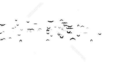 Flying bats halloween white background