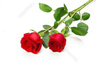 Two Vibrant Red Roses with Fresh Green Leaves on White Background.
