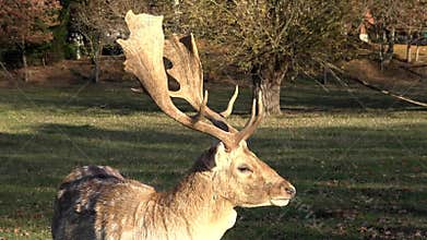 Buck is chewing grass.Parks and reserves of the city.