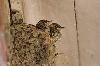 Spotted flycatcher nest
