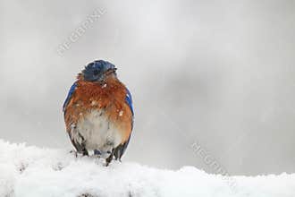 Eastern Bluebird in a Snowy Winter Storm
