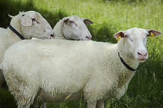 Sheep on pasture