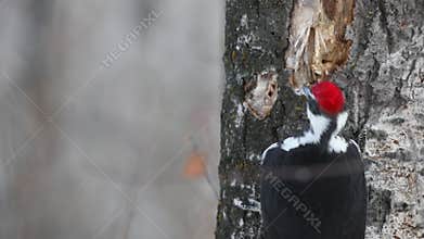 Head banger Pileated Woodpecker , hunting for a snack