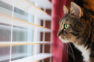 Cat Looking out window at day