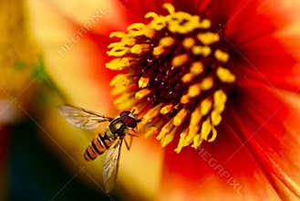 Hover fly on bright orange flower