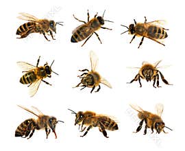 Group of bee or honeybee in Latin Apis Mellifera, european or western honey bees isolated on the white background, golden