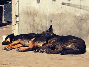 Lazy dogs lying in the sun