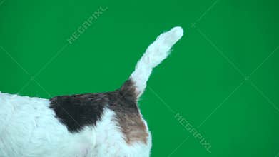 Fox terrier wagging tail. Green screen