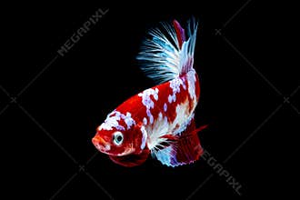Betta fish Fight in the aquarium black blackground