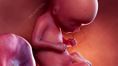 A fetus week 17