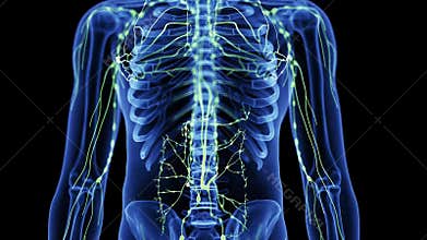 the lymphatic system