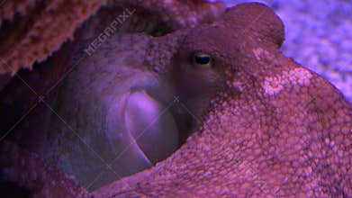 A Red Octopus Breathing