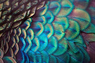 Peacock feathers detail