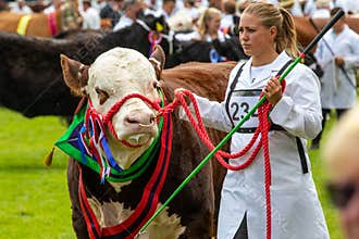 Cow judging at the Great Yorkshire Show