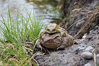Wild toads mating in the water. European toad, Bufo bufo
