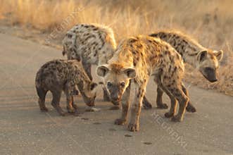 Hyena Family