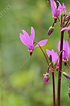 Dodecatheon meadia shooting star