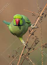Portrait of a Red ringed parakeet