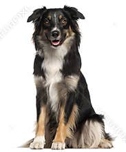 Australian Shepherd dog, 1 year old, sitting in front of white b