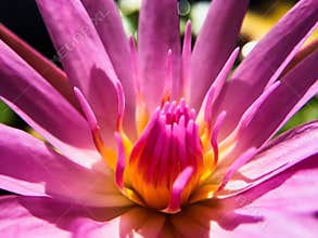 Closeup Pink Lotus in the pool