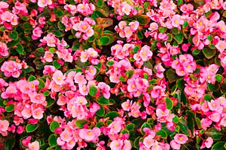 The dense growth of Begonia flowers