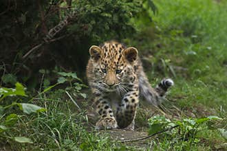 Amur leopard Panthera pardus orientalis