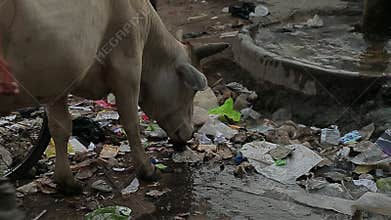 The cow eats rubbish at street. Garbage Dirt Poverty India.