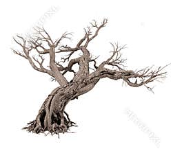 Dead tree isolated on white background