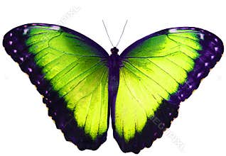 Yellow green butterfly isolated on white background with spread wings