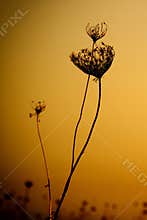 Weedy Plant Against the Sunset