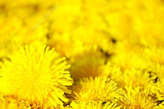 Yellow dandelion