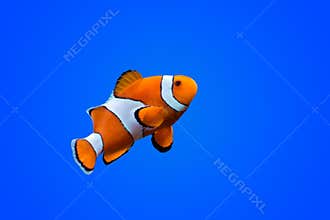 Amphiprioninae clown fish