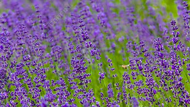 Honey Bee cruising through a Lavender Field