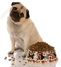 Dog sitting at food dish