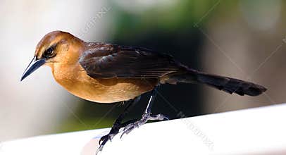 Boat-tailed grackle passerine bird beach avian of south florida Miami