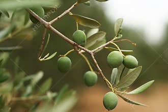 Olive branch