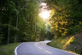 Asphalt winding curve road in a beech forest