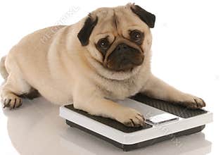 Dog obesity or fitness
