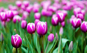 Ultra violet tulips, srgb image