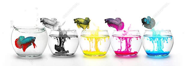 Fighting Fishs jumping through four Primary colors