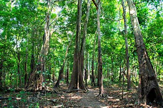 Tropical rainforest in in manaus, brazil. Trees with green leaves in jungle. Summer forest on natural landscape. Nature environmen