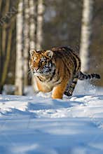 Siberian Tiger in the snow Panthera tigris
