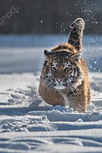 Siberian Tiger in the snow Panthera tigris