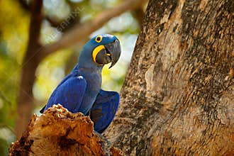Portrait big blue parrot, Pantanal, Brazil, South America. Beautiful rare bird in the nature habitat. Wildlife Bolivia, macaw in w