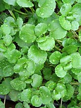 Watercress